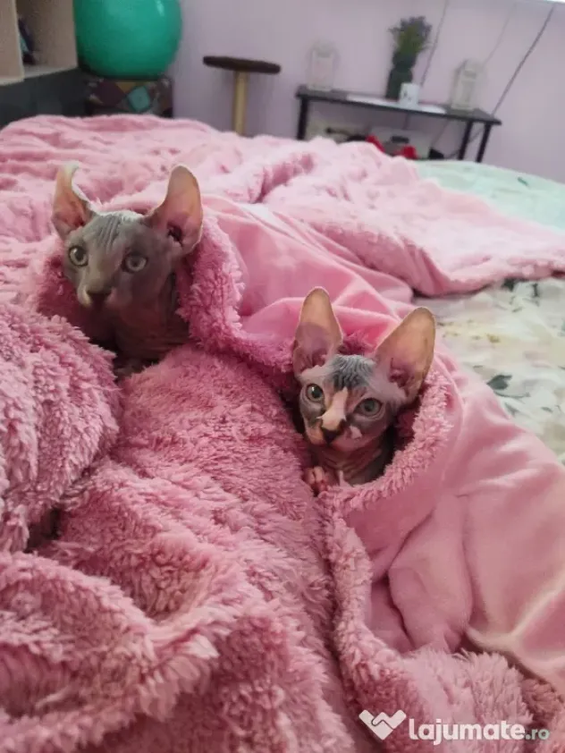 Pui Sphynx, născuți 17.03, deparazitați