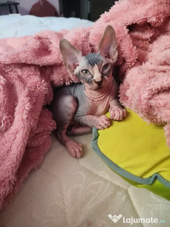 Pui Sphynx, născuți 17.03, deparazitați