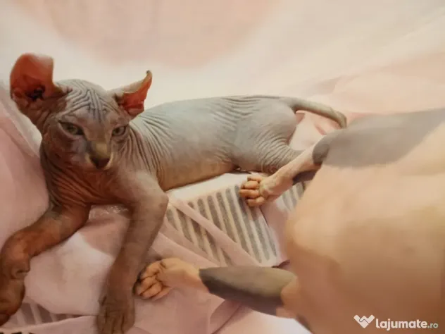 Pui Sphynx, născuți 17.03, deparazitați