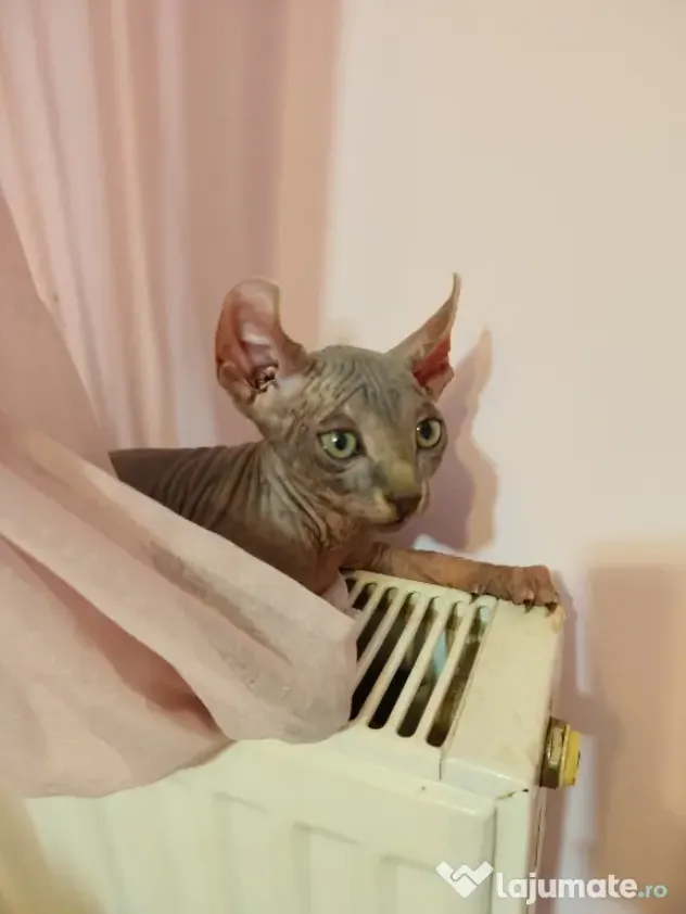 Pui Sphynx, născuți 17.03, deparazitați