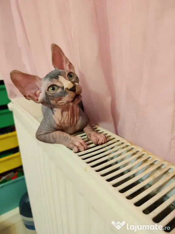 Pui Sphynx, născuți 17.03, deparazitați