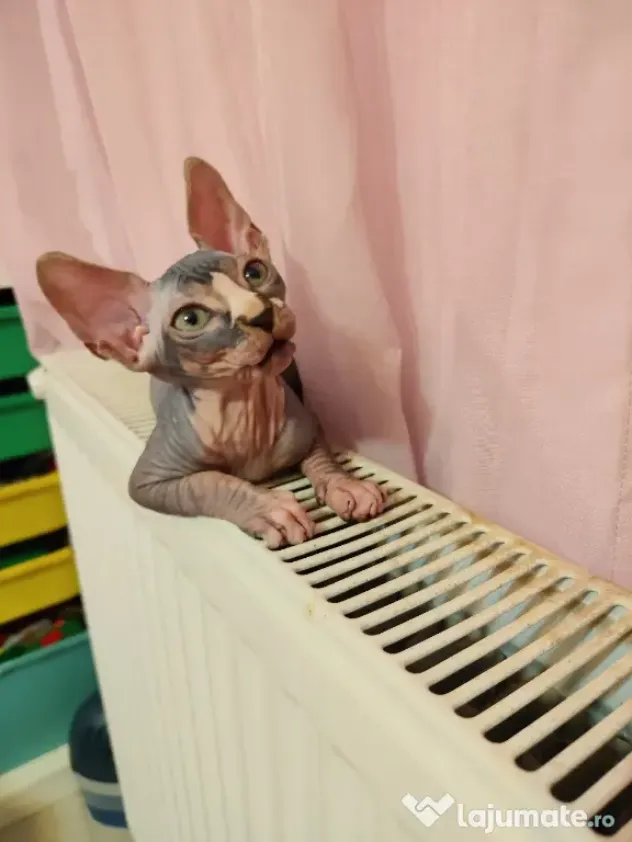Pui Sphynx, născuți 17.03, deparazitați