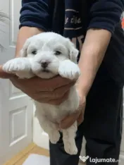 Bichonii de vânzare 