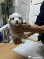 Bichonii de vânzare 