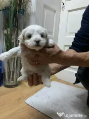 Bichonii de vânzare 