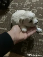 Bichonii de vânzare 