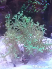 Coral Green Leather acvariu marin