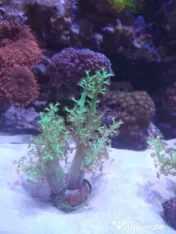 Coral Green Leather acvariu marin