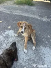 Catelusi pentru adoptie 