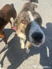 Catelusi pentru adoptie 