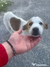 Catelusi pentru adoptie 