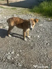 Catelusi pentru adoptie 