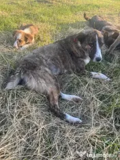 Catelusi pentru adoptie 