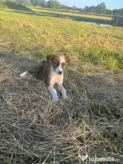 Catelusi pentru adoptie 