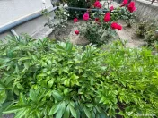 Casă individuală, teren generos 838 mp în Dâmbu Rotund 