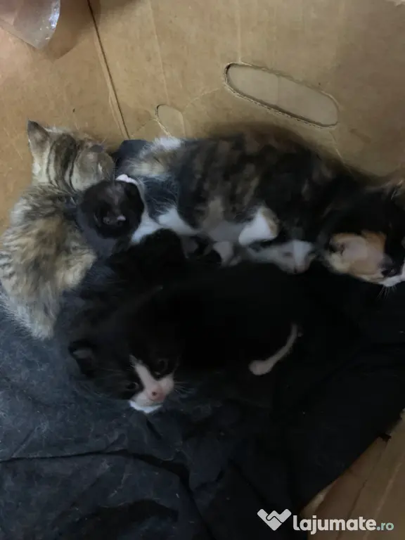 Pisoi frumosi si adorabili-adoptie