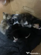 Pisoi frumosi si adorabili-adoptie 