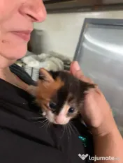 Pisoi frumosi si adorabili-adoptie 