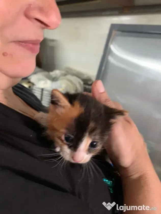 Pisoi frumosi si adorabili-adoptie