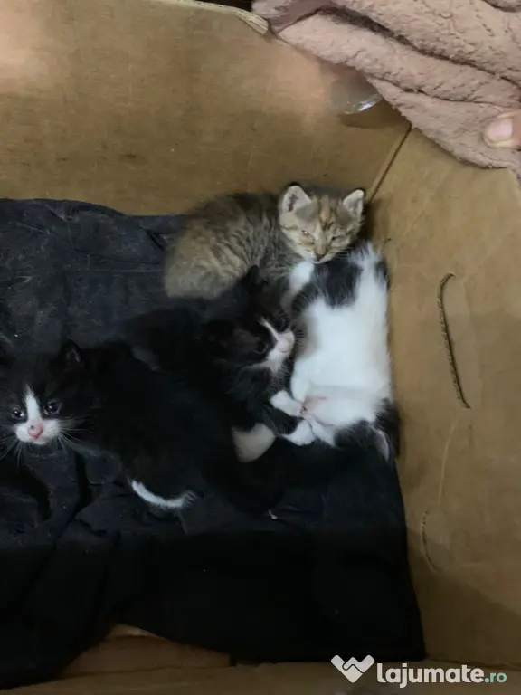 Pisoi frumosi si adorabili-adoptie