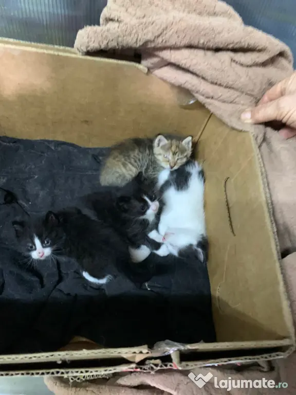 Pisoi frumosi si adorabili-adoptie