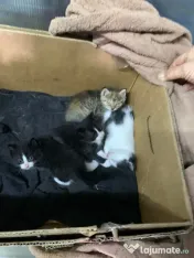 Pisoi frumosi si adorabili-adoptie 