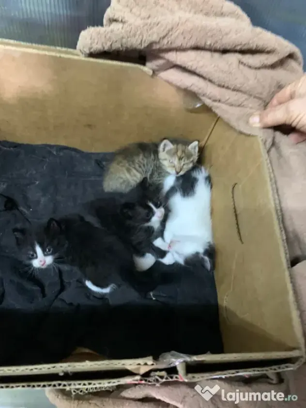 Pisoi frumosi si adorabili-adoptie