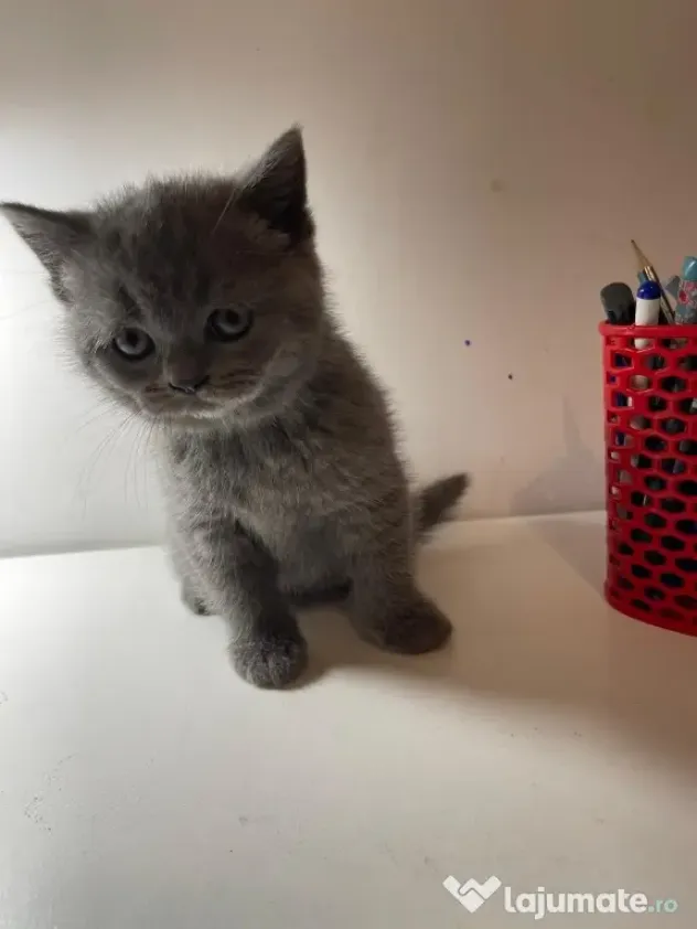 british shorthair