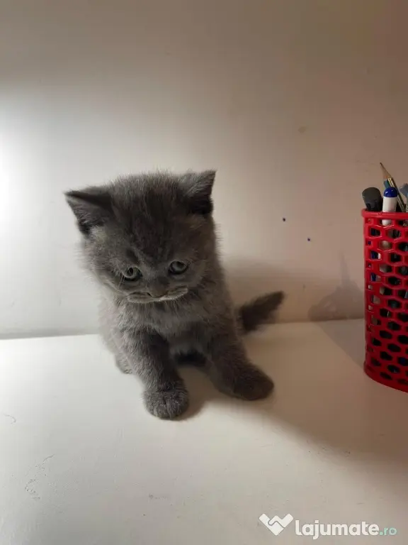british shorthair