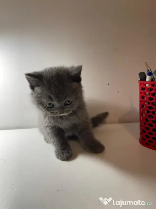 british shorthair