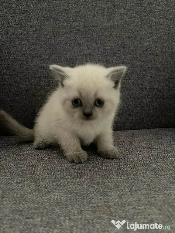 british shorthair