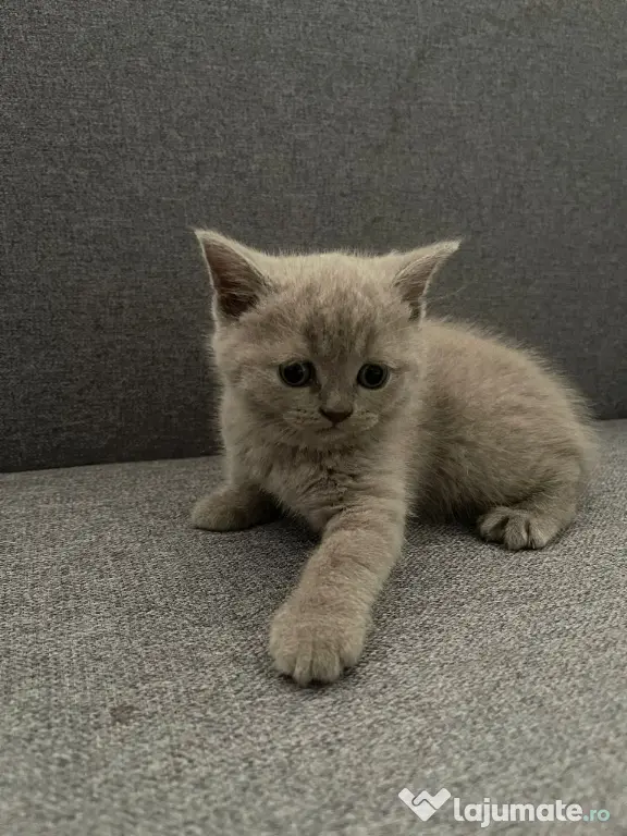 british shorthair