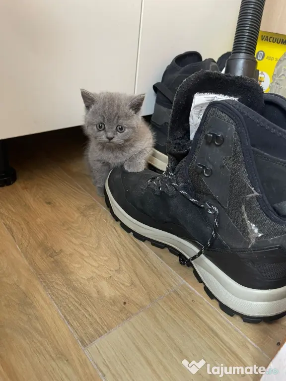 british shorthair
