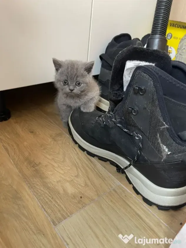 british shorthair