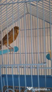 Canari masculi