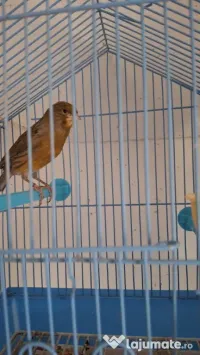 Canari  masculi 