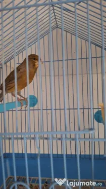 Canari  masculi