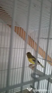 Canari masculi