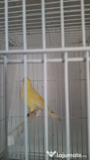 Canari masculi
