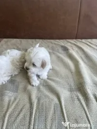 Bichon Maltez 2 luni 