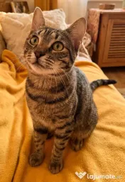 Adoptie motan castrat tigrat Mozzart 