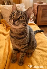 Adoptie motan castrat tigrat Mozzart
