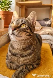 Adoptie motan castrat tigrat Mozzart 