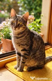 Adoptie motan castrat tigrat Mozzart 