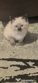 pui pisică birmaneza