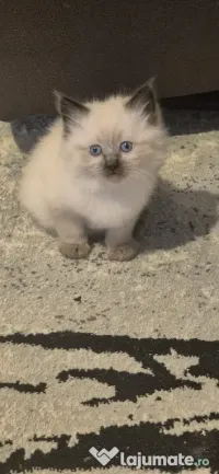 pui pisică birmaneza 