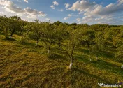 FILM! Confortabila ariere, 4.500 mp, arbori roditori, Sancra 