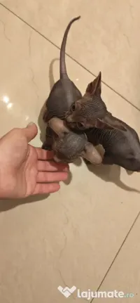Sphinx imperial persan 