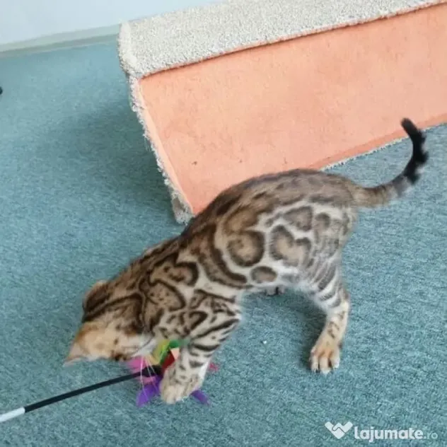 Pisicuțe Bengal disponibile