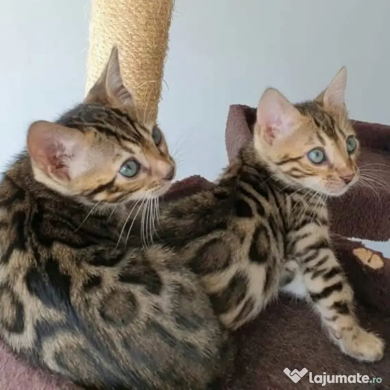 Pisicuțe Bengal disponibile